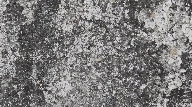 Painted walls, peeling paint, mold.Painted walls, peeling paint, mold.