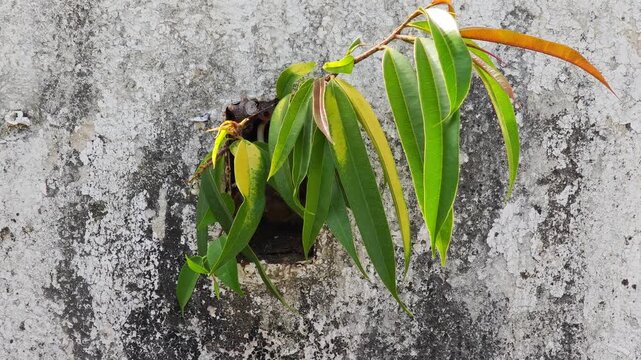 Trees growing from concrete wall openings.