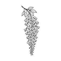 Obraz premium PNG Elegant botanical line art illustration.