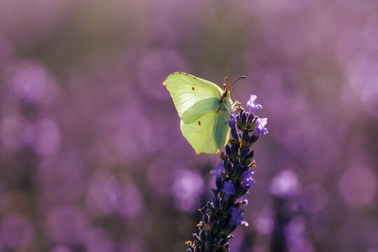 Close-up of a male common brimstone (Gonepteryx rhamni) perched on a lavender flower spike on a sunny summer day against a blurred lavender background with copy space.