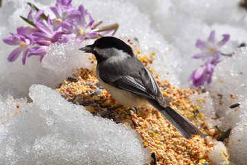 A tit in the garden, Sainte-Apolline, Québec, Canada © Claude Laprise