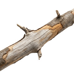 Fototapeta premium Dead tree branch with intricate wood grain texture. Isolated weathered bark and natural decay for design projects.