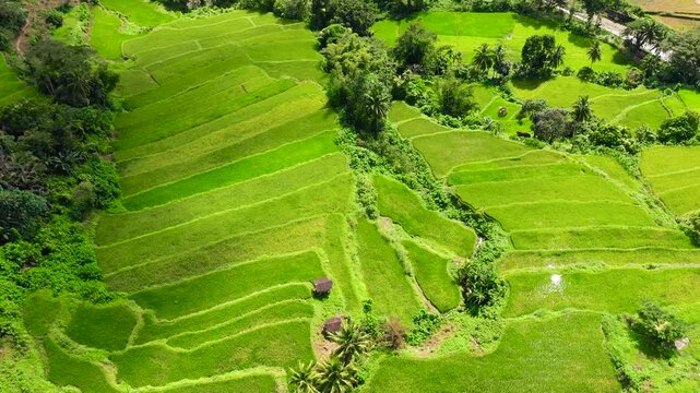 Bright landscape with rice terraces, view from above. Rice terraces in the Philippines. The village is in a valley among the rice terraces. Rice cultivation in the North of the Philippines,
