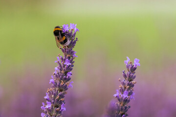 Close-up of a buff-tailed bumblebee (Bombus terrestris) perched on a lavender flower spike, sucking out sweet nectar against a blurred light green background with copy space. © Mariia