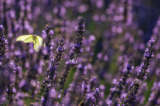 A female common brimstone (Gonepteryx rhamni) in flight toward a lavender flower spike with spread wings on a sunny summer day against a blurred lavender background with copy space.