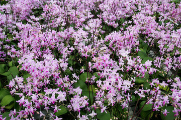 Fototapeta premium Blooming Purple Ground Orchid Flowers in Garden