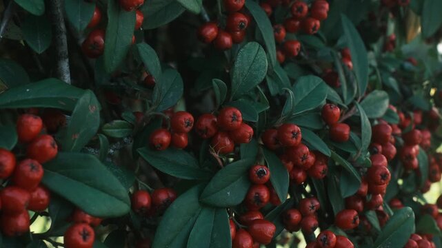 Bright red Cotoneaster berries grow on green bushes in a sunlit garden during the autumn season as the fruit ripens on the branches outdoors.