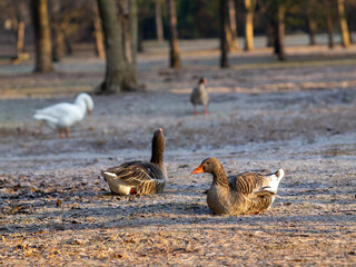 Greylag geese resting in a woodland park at sunset © ClaudioArnese