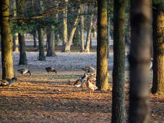 Greylag geese resting in a woodland park at sunset © ClaudioArnese