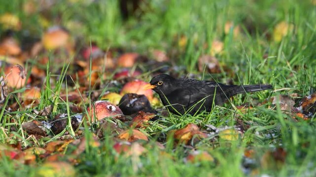 Eurasian common blackbird eats rotten apple, Turdus merula in spring, true thrush searching for food, black male bird with yellow bill