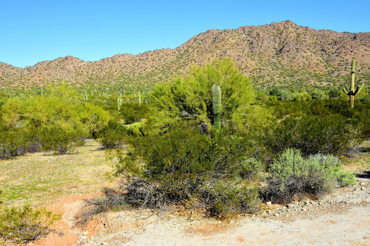 Old Saguaro Cactus Sonora desert Arizona