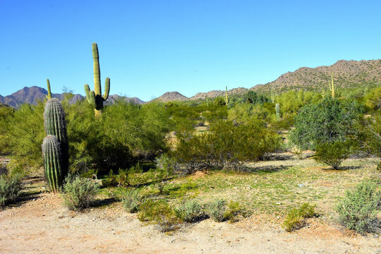 Old Saguaro Cactus Sonora desert Arizona