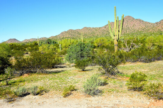 Old Saguaro Cactus Sonora desert Arizona