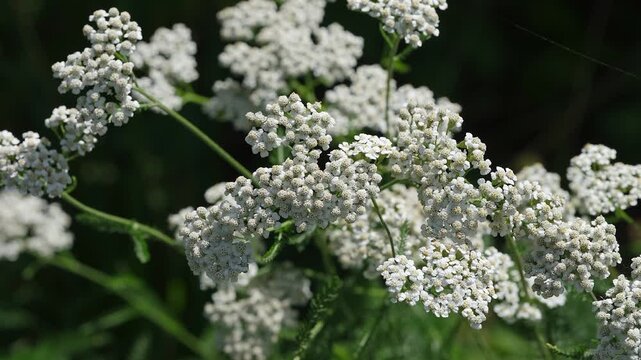 A close-up of blooming white yarrow flower clusters growing in a wild meadow.
