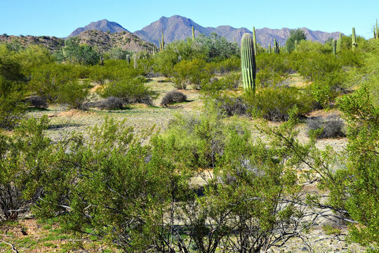 Old Saguaro Cactus Sonora desert Arizona