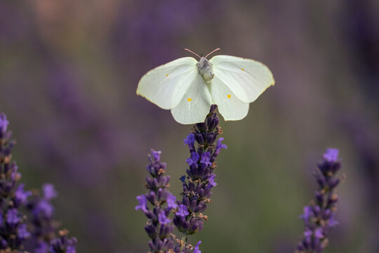 Close-up of a female common brimstone (Gonepteryx rhamni) perched on a lavender flower spike with spread wings on a sunny summer day against a blurred lavender background with copy space.