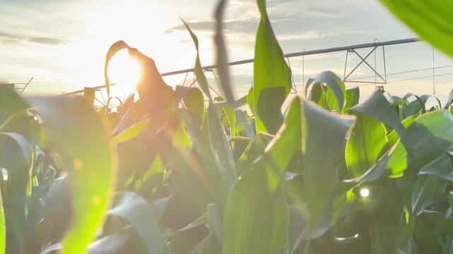 The corn field is bathed in sunlight as irrigation systems work efficiently above. Bright green corn stalks thrive under the care of modern irrigation techniques.