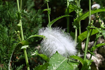 Soft white feather resting on a thorny wild plant © NATALIIA GUTOVSKA