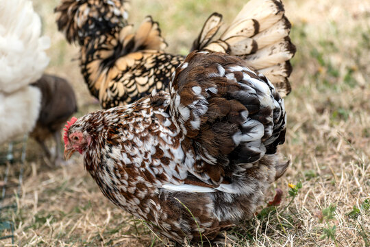 Ornamental laying hen, breeds, azur, padovana, pekin bantam, ardennaise, affectionate and gentle, small to medium sized eggs