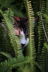 Calico cat hiding and peeking through dense green fern leaves. © nicholausherry