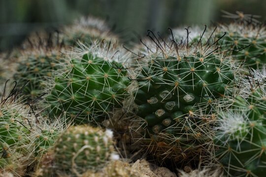 Delicate white needles and dark hooked thorns capturing organic details