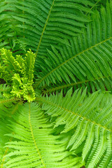 Top view of lush green ostrich fern fronds radiating from the center with a young unfurling fiddlehead sprout. © IULIIA