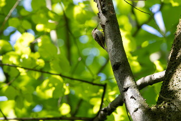 Fototapeta premium Treecreeper climbing among green leaves