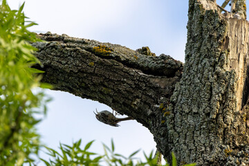 Fototapeta premium Treecreeper clinging beneath a branch