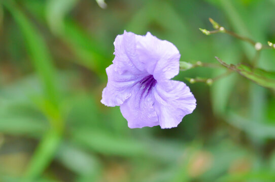 minnieroot ,Ruellia tuberosa L or popping pod or purple flower