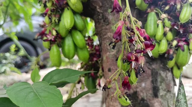 Starfruit Flower Close Up Blooming on Tree in Tropical Garden