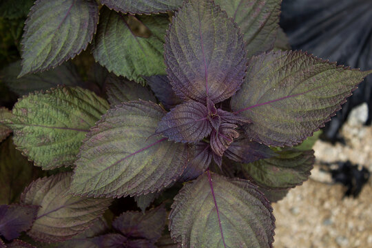 close up Purple Perilla frutescens leaves.