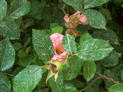 Rose in bloom at a US State Department site in Kirkuk, Iraq, during Operation Iraqi Freedom