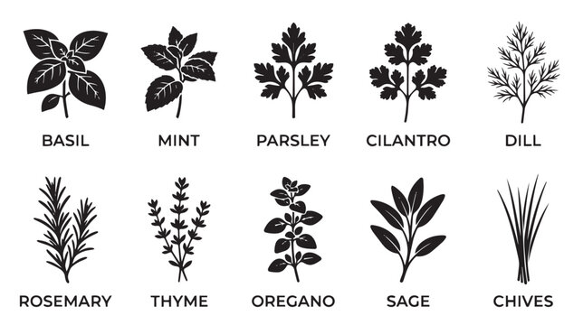 Culinary herbs collection, 10 black vector icons of basil mint parsley and rosemary, botanical leaf silhouettes for kitchen labels and packaging