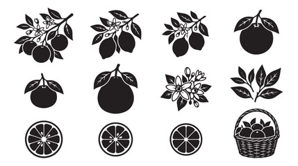 Vintage citrus fruit silhouettes, black lemon and orange branch icons, set of 12 botanical vector elements for organic food packaging © Toqeer