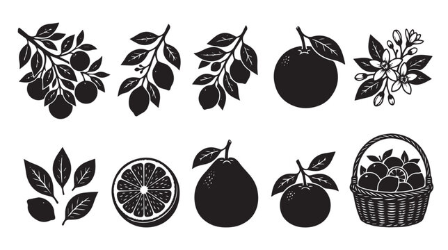 Vintage citrus fruit vector icons set, black woodcut orange and lemon silhouettes, rustic botanical garden harvest elements for organic food packaging