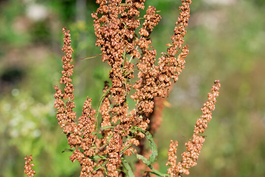 curly dock, 
Rumex crispus flowers closeup selective focus