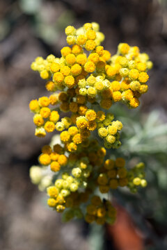 dwarf everlast, 
Helichrysum arenarium yellow flowers closeup selective focus