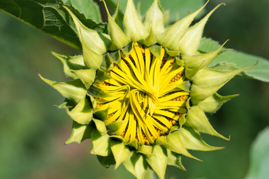 Common sunflower,
Helianthus annuus yellow flower closeup selective focus