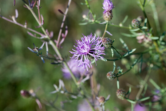 brown knapweed, Centaurea jacea, summer flowers closeup selective focus