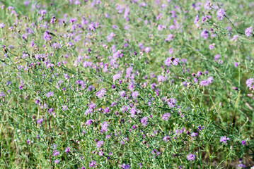 Obraz premium brown knapweed, Centaurea jacea, meadow summer flowers
