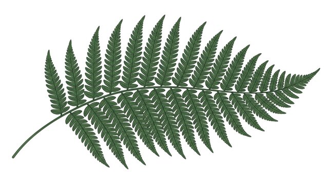 Elegant flat vector of a single detailed fern leaf frond, intricate symmetrical leaflet pattern, muted forest green palette with fine vein detail lines, white background, no text, no brand, vintage bo