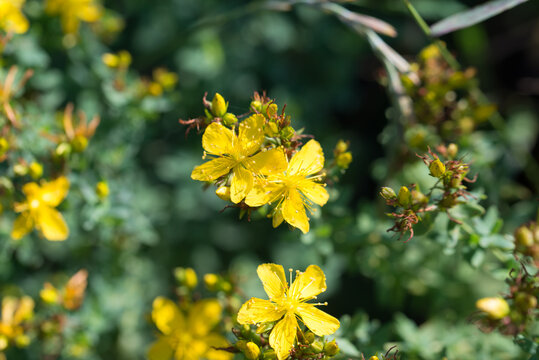 St. John's wort, 
Hypericum perforatum yellow flowers closeup selective focus
