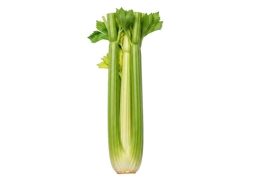 Fresh green celery stalk with leaves isolated on a simple clean surface for healthy cooking