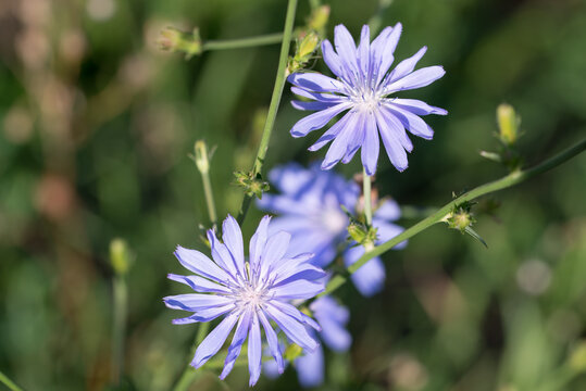 Common chicory, 
Cichorium intybus blue flowers closeup selective focus