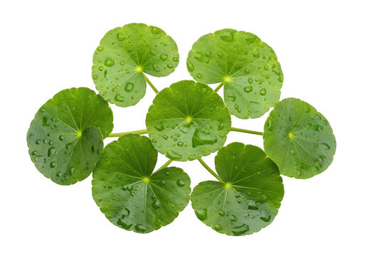 Fresh green centella asiatica leaves with water drops arranged in a cluster for herbal use