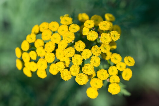 common tansy,
Tanacetum vulgare yellow summer flowers closeup selective focus
