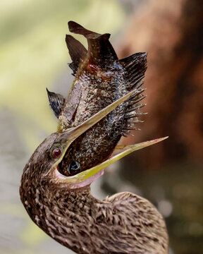 Anhinga Devil Bird Darter Water Turkey with a Fresh Fish Catch in the Florida Everglades National Park 