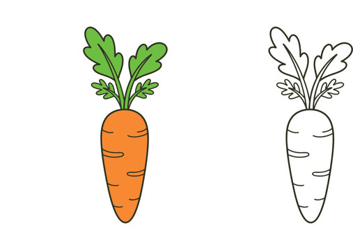 Fresh Carrot Illustration Set: Colorful Cartoon and Black and White Line Art Outlines for Coloring Books and Graphic Design