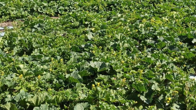Healthy watermelon (Citrullus lanatus) plants growing in a tropical plantation, showcasing lush green vines and developing fruits in a productive agricultural landscape.