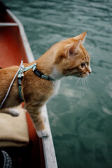 cat on the beach © marenolivia